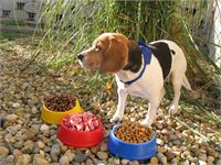 CIOTOLA PER CANI
